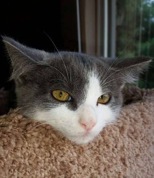 Moses