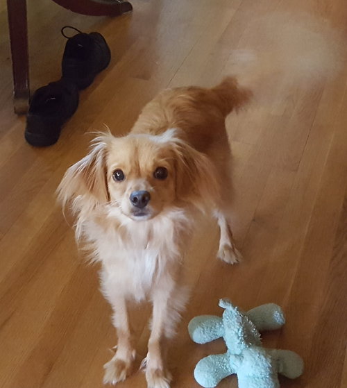 Finn