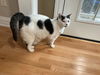 Kitty