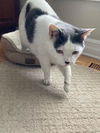 Kitty