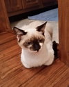 Milo