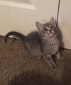 Skipper