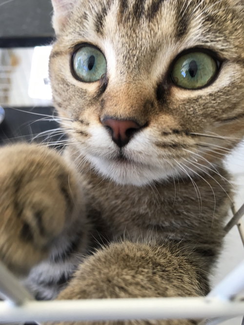 Freya