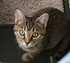 Freya