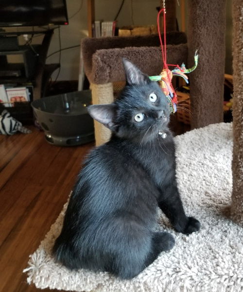 Zeus