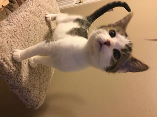 Tyson