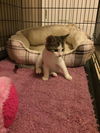 Tyson