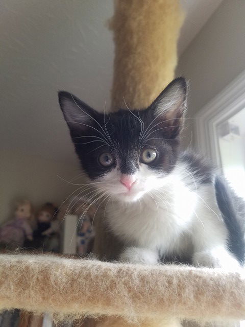 Oreo