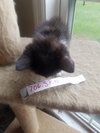 Cookie