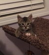 Teddy