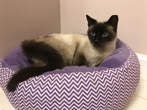 Oscar