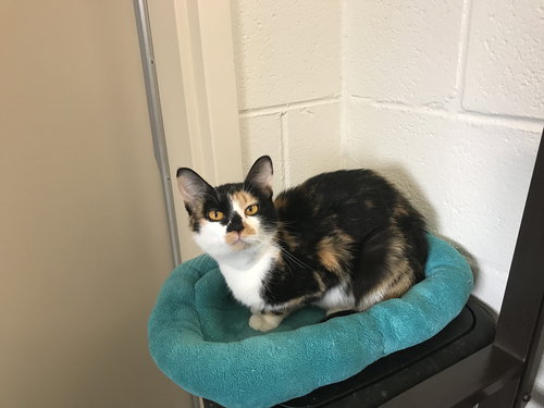 Fiona