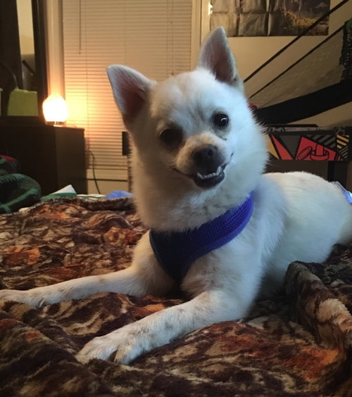 Blitzen