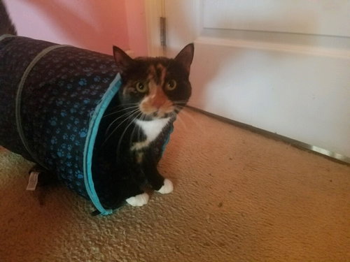Mittens