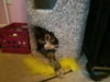 Mittens