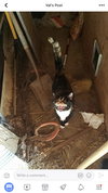 Mittens