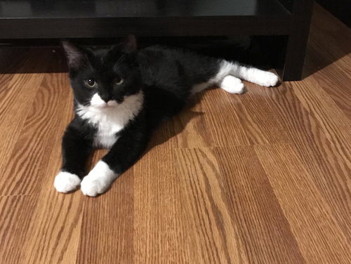 Finn