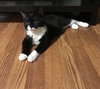 Finn