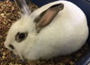 Miss nibbles
