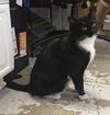 Elvis