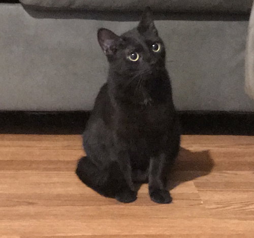 Sheba