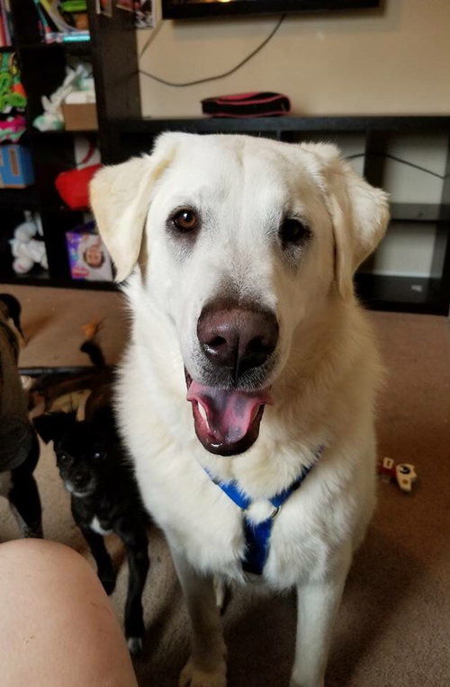 Buddy