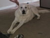 Buddy