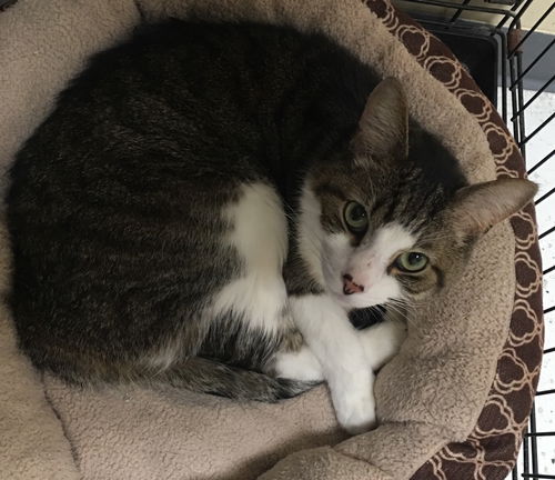 Loki