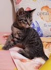 Athena