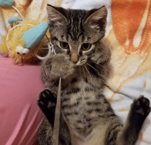 Athena