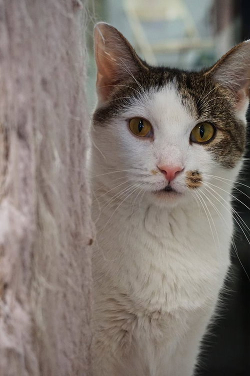 Fiona