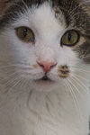 Fiona