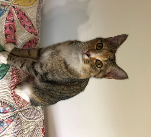 Pasha