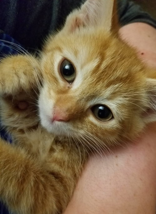 Buddy