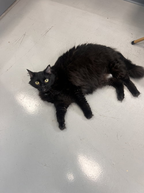 Nala, a cat for adoption from Scott County Humane Society