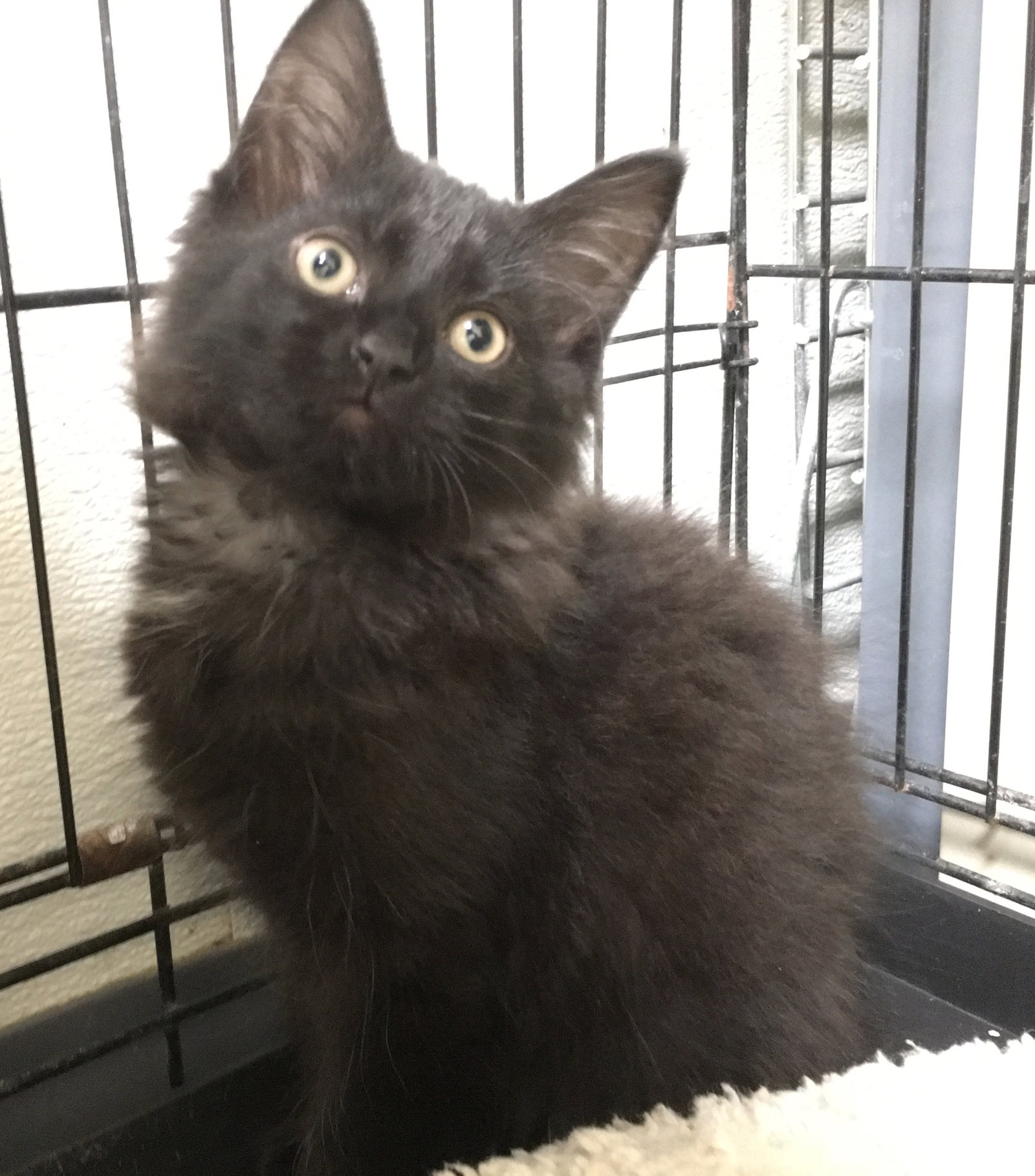 Nala, photo 5