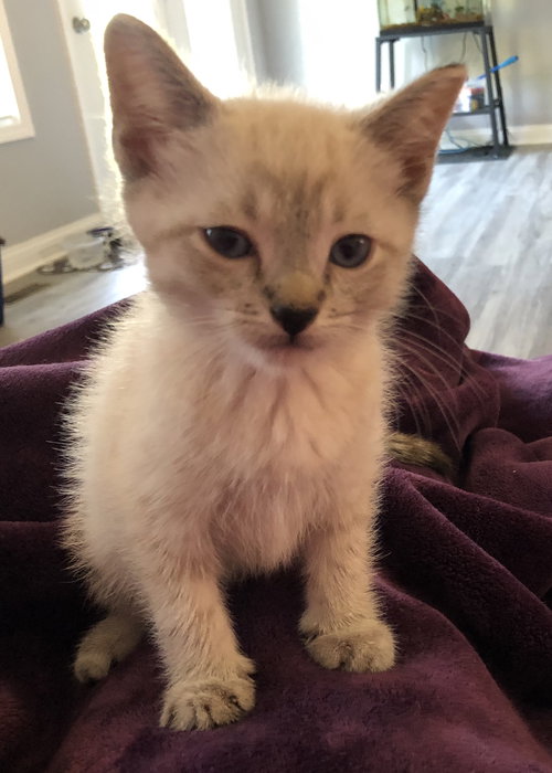 Simon