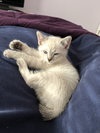 Simon