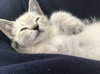 Simon