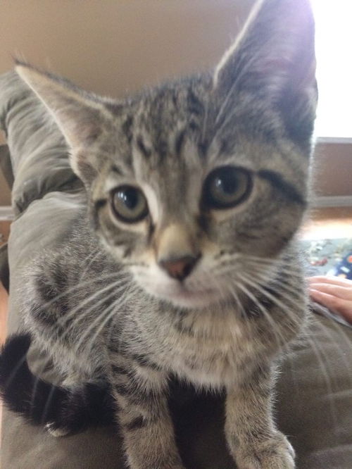 Ziva