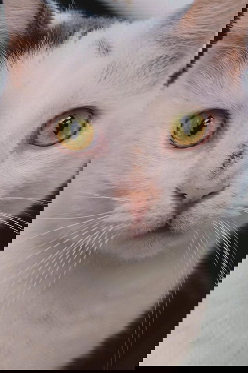 Benji