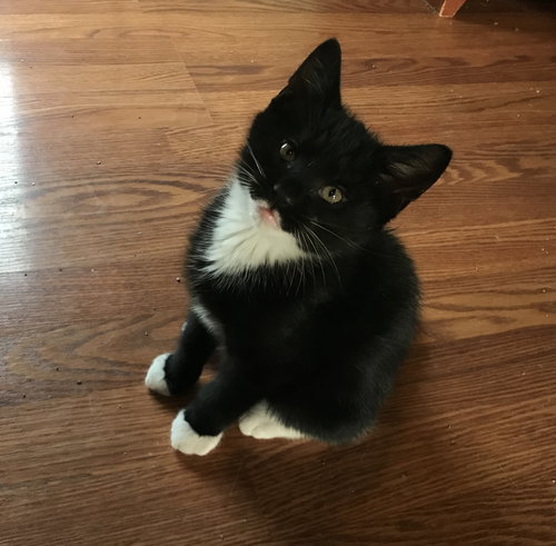 Huey