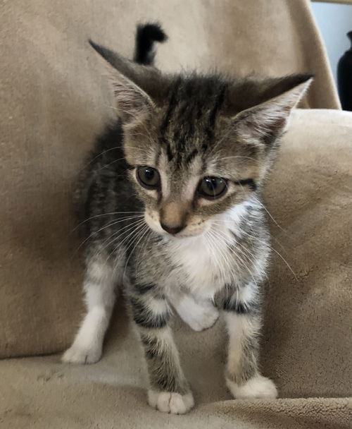 Pounce