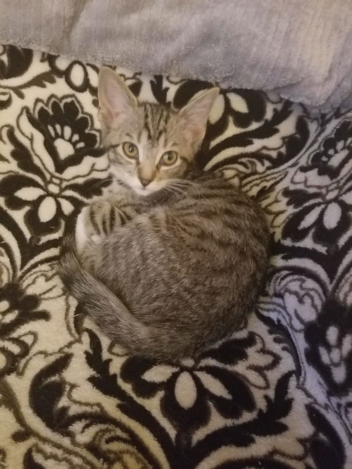 Tilly Jane