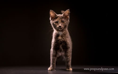 Phoebe