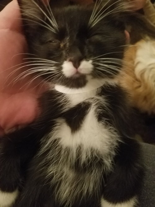 Bowie