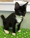 Ozzy