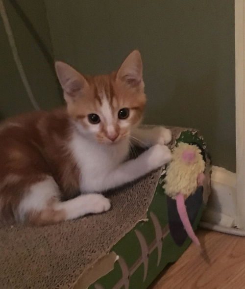Piper