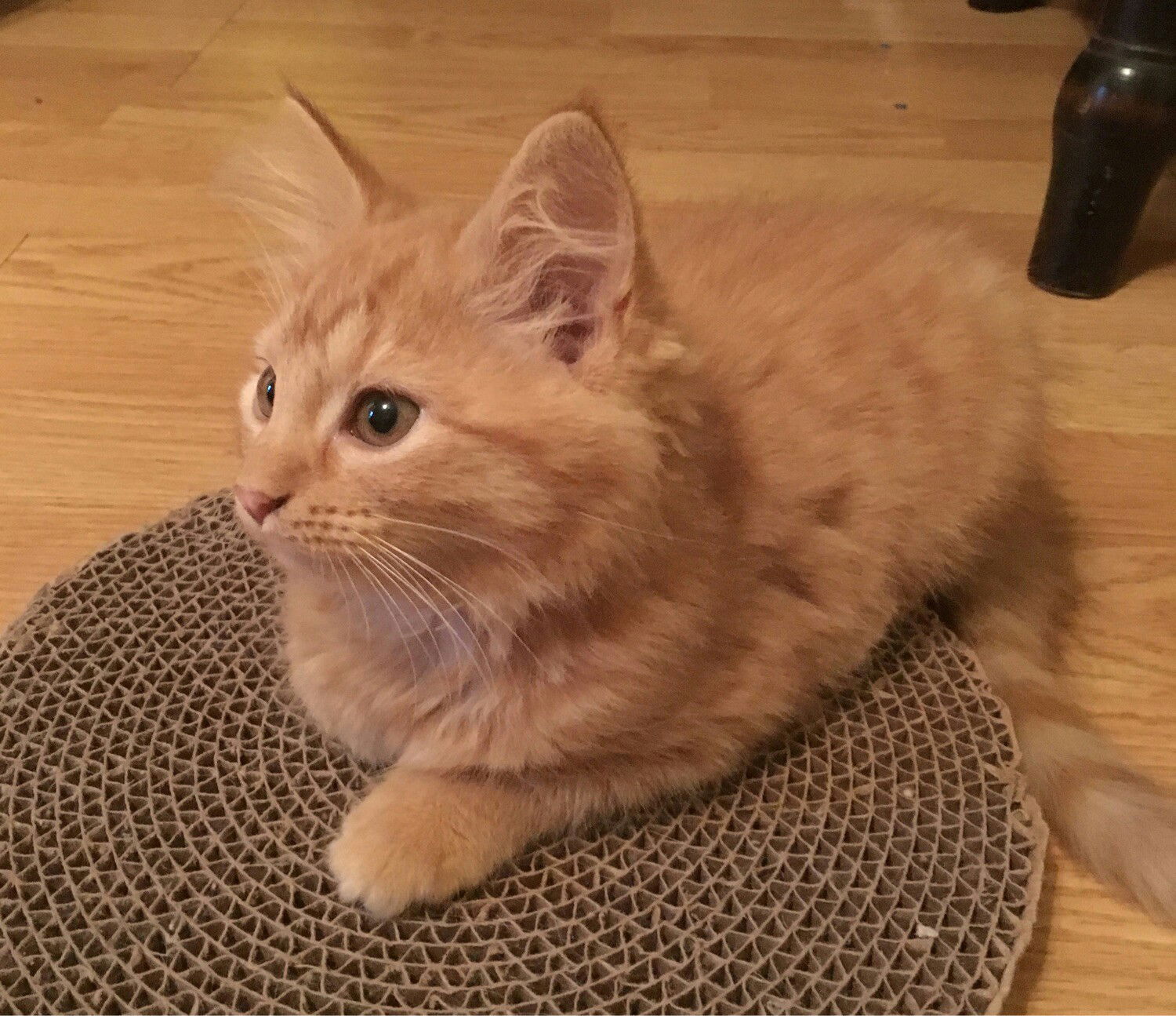 Medium haired best sale orange tabby