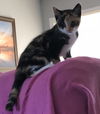 Callie